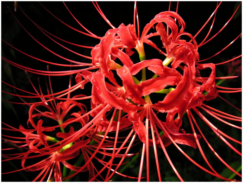 Tuyển tập hình ảnh hoa bỉ ngạn đỏ đẹp nhất - [Kích thước hình ảnh: 1010x760 px]