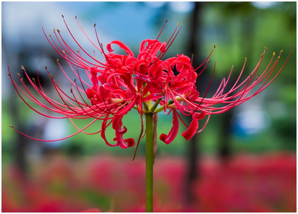 Tuyển tập hình ảnh hoa bỉ ngạn đỏ đẹp nhất - [Kích thước hình ảnh: 1010x724 px]