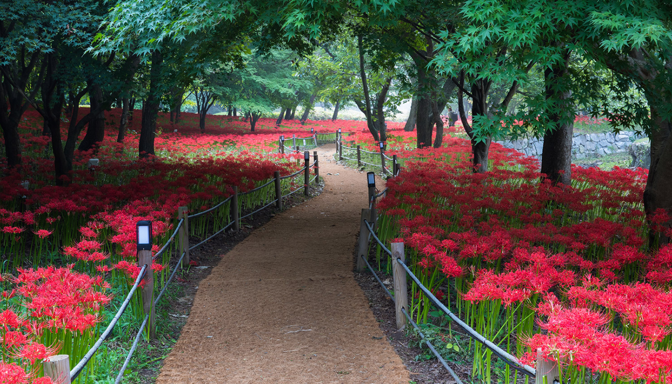 Tuyển tập hình ảnh hoa bỉ ngạn đỏ đẹp nhất - [Kích thước hình ảnh: 1387x793 px]