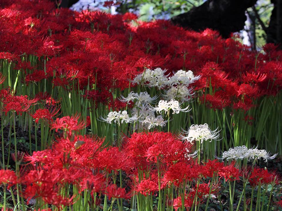 Tuyển tập hình ảnh hoa bỉ ngạn đỏ đẹp nhất - [Kích thước hình ảnh: 960x720 px]