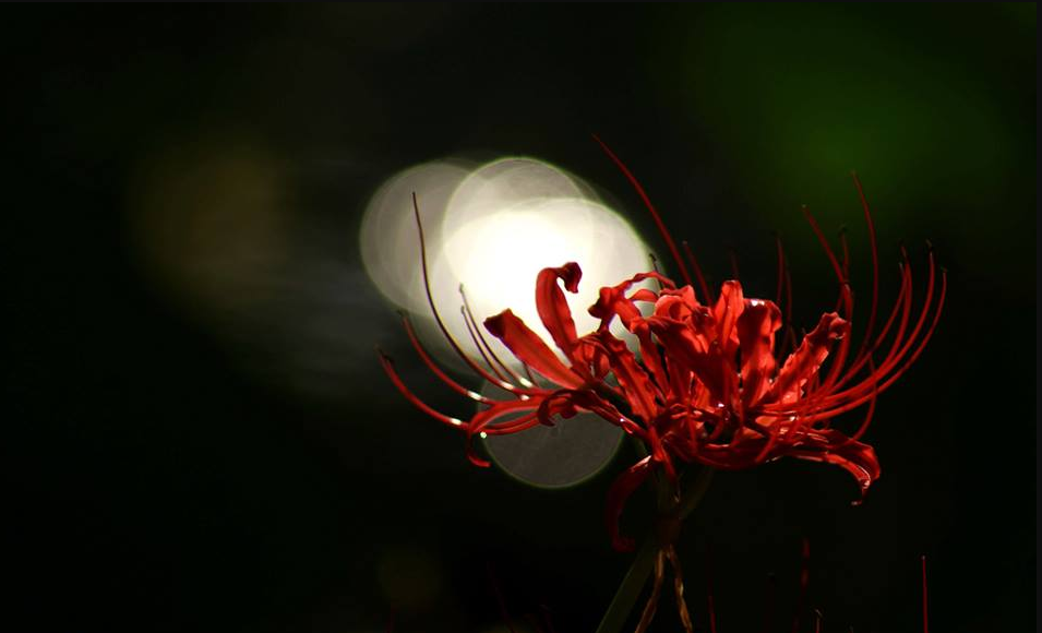 Tuyển tập hình ảnh hoa bỉ ngạn đỏ đẹp nhất - [Kích thước hình ảnh: 955x580 px]