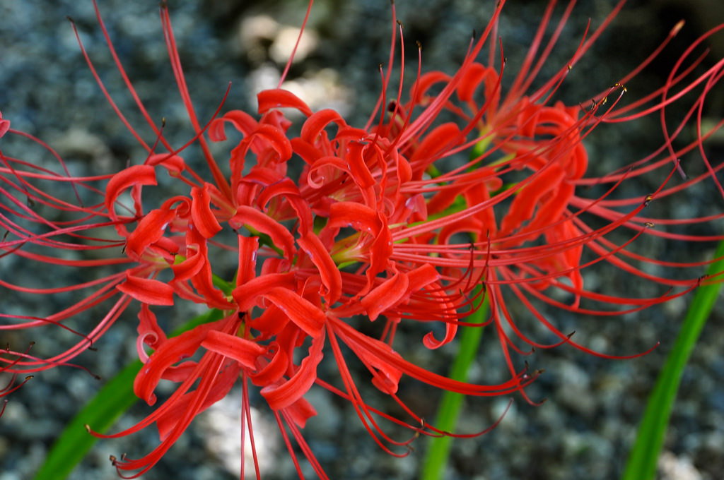 Tuyển tập hình ảnh hoa bỉ ngạn đỏ đẹp nhất - [Kích thước hình ảnh: 1024x680 px]
