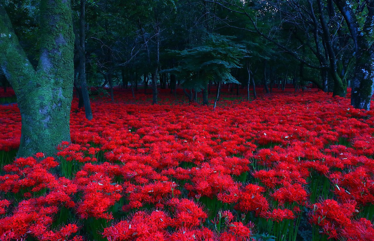 Tuyển tập hình ảnh hoa bỉ ngạn đỏ đẹp nhất - [Kích thước hình ảnh: 1279x827 px]