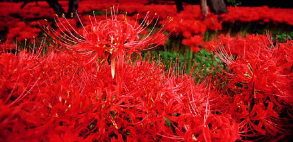 Tuyển tập hình ảnh hoa bỉ ngạn đỏ đẹp nhất - [Kích thước hình ảnh: 1000x484 px]