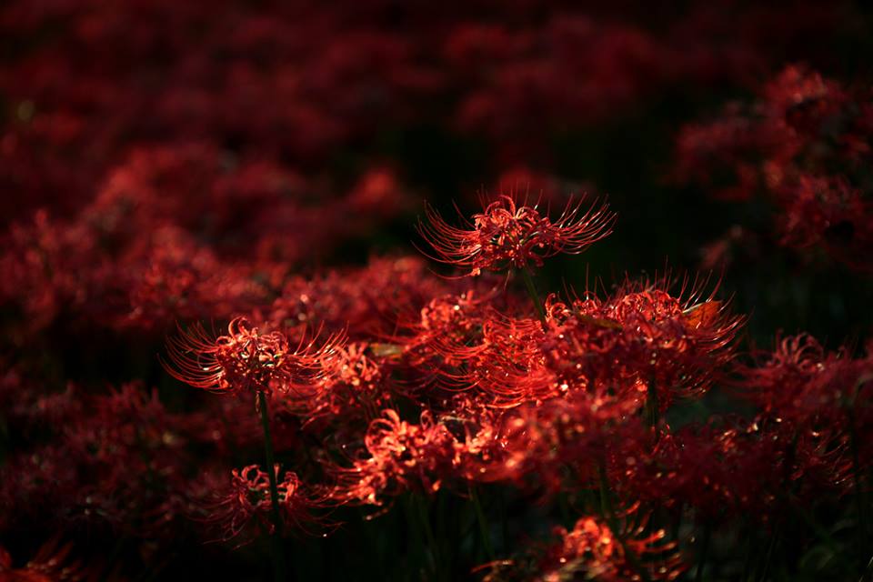 Tuyển tập hình ảnh hoa bỉ ngạn đỏ đẹp nhất - [Kích thước hình ảnh: 960x640 px]