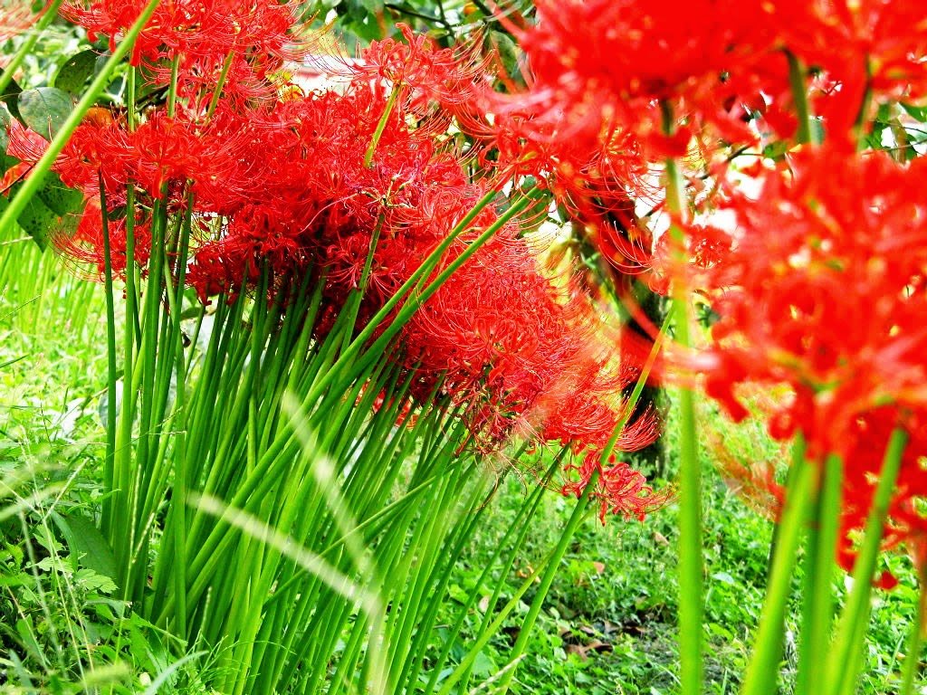 Tuyển tập hình ảnh hoa bỉ ngạn đỏ đẹp nhất - [Kích thước hình ảnh: 1024x768 px]