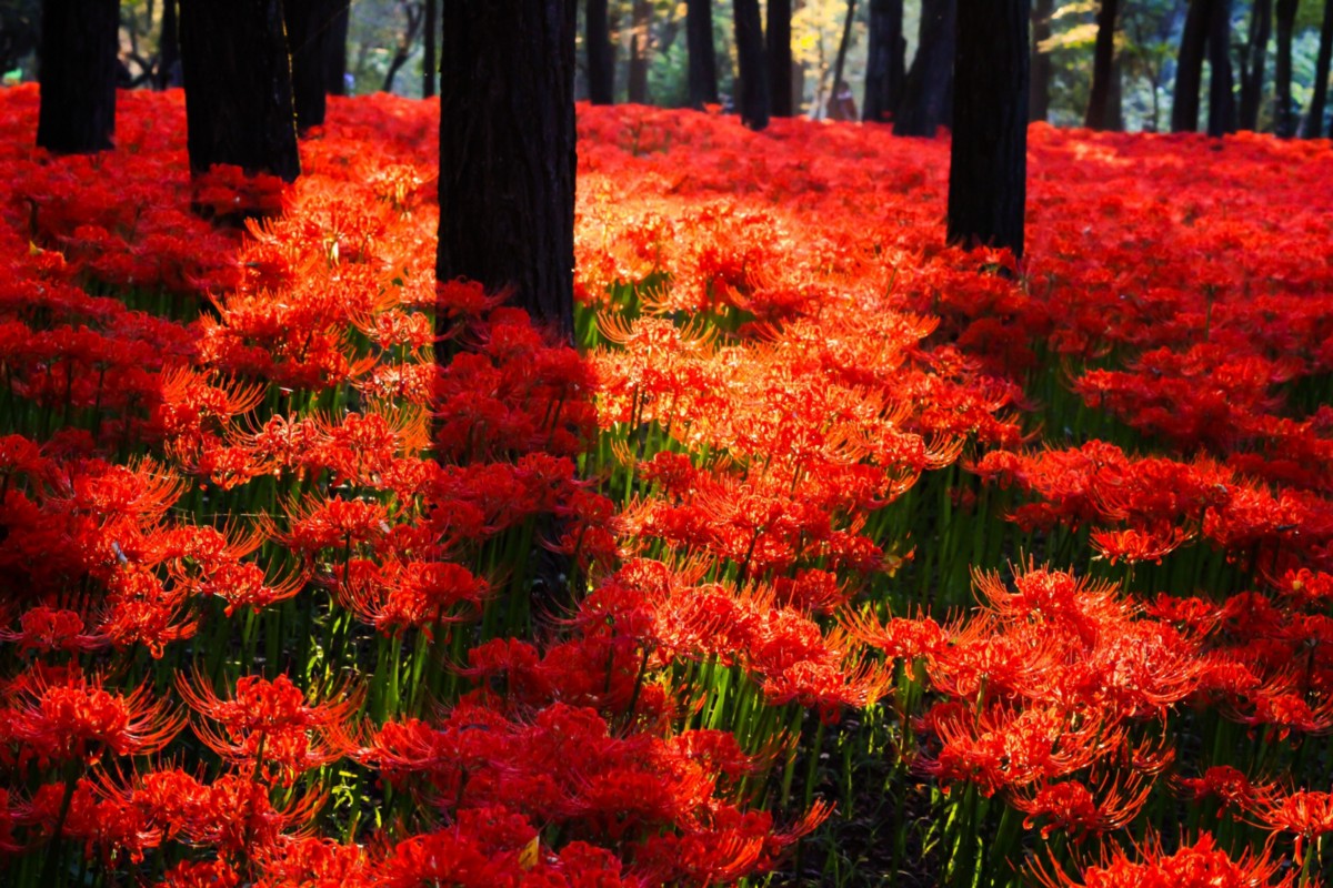 Tuyển tập hình ảnh hoa bỉ ngạn đỏ đẹp nhất - [Kích thước hình ảnh: 1200x800 px]