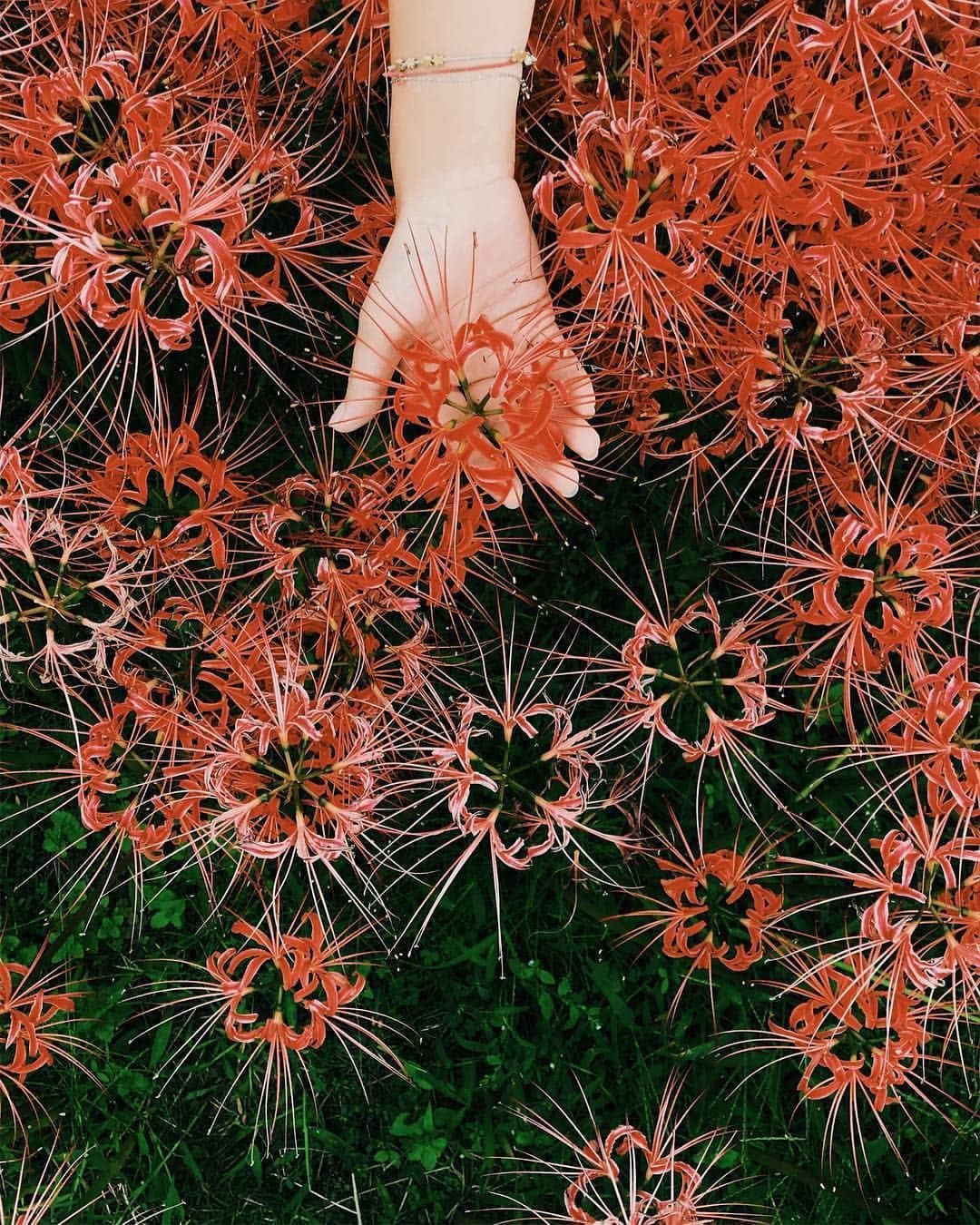 Tuyển tập hình ảnh hoa bỉ ngạn đỏ đẹp nhất - [Kích thước hình ảnh: 1080x1350 px]