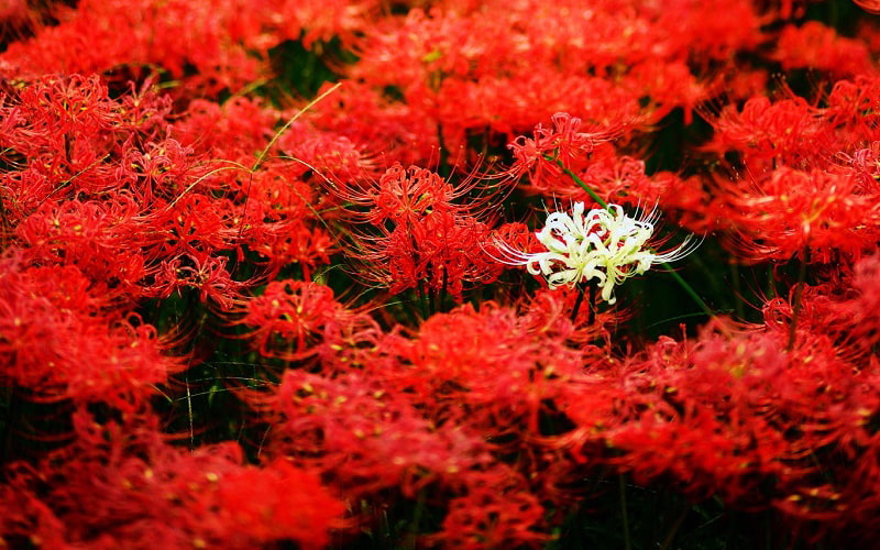 Tuyển tập hình ảnh hoa bỉ ngạn đỏ đẹp nhất - [Kích thước hình ảnh: 800x500 px]