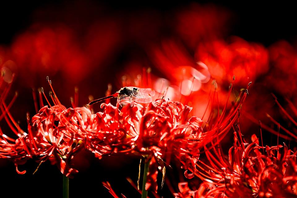 Tuyển tập hình ảnh hoa bỉ ngạn đỏ đẹp nhất - [Kích thước hình ảnh: 960x639 px]