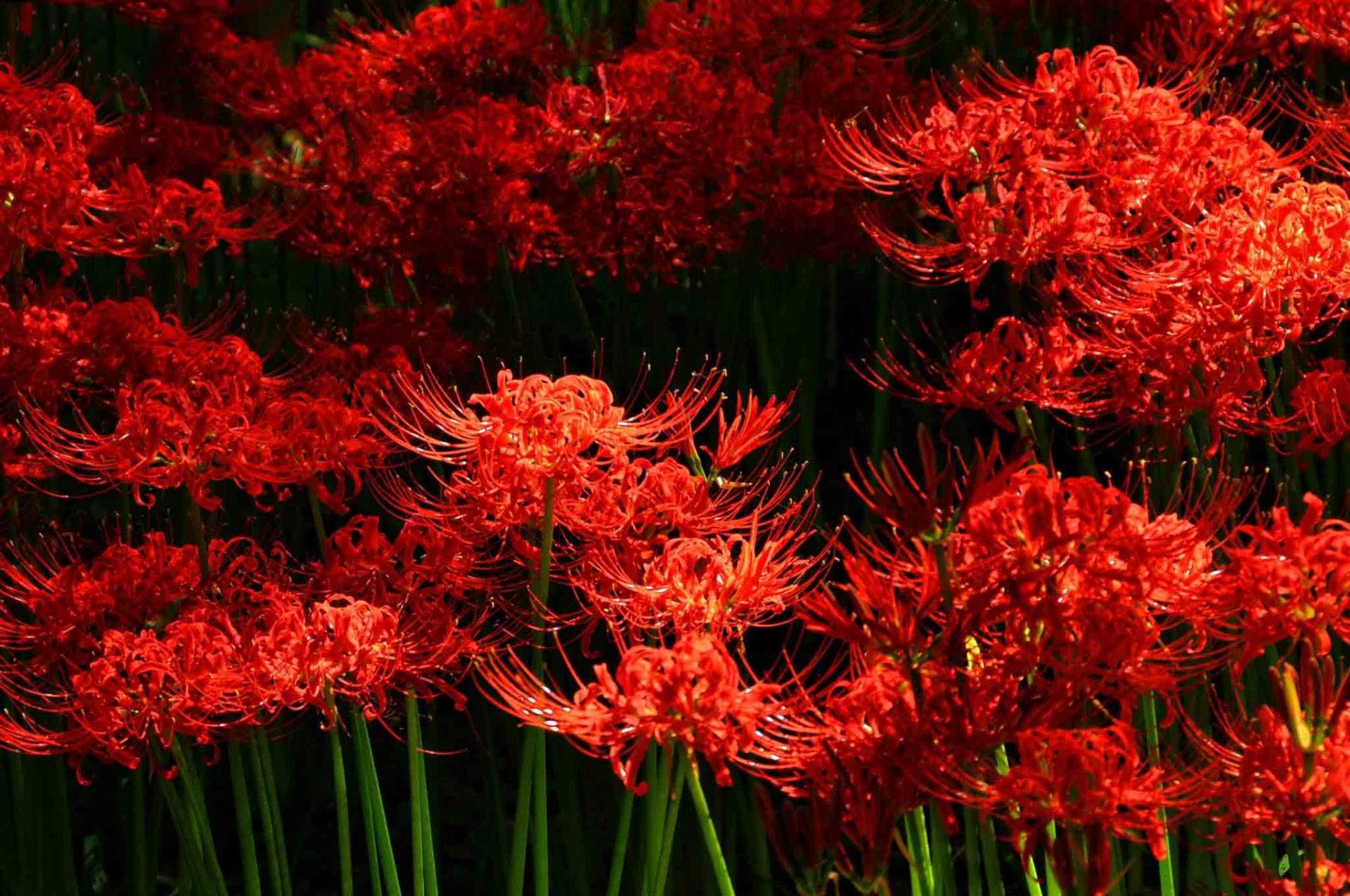 Tuyển tập hình ảnh hoa bỉ ngạn đỏ đẹp nhất - [Kích thước hình ảnh: 1920x1275 px]