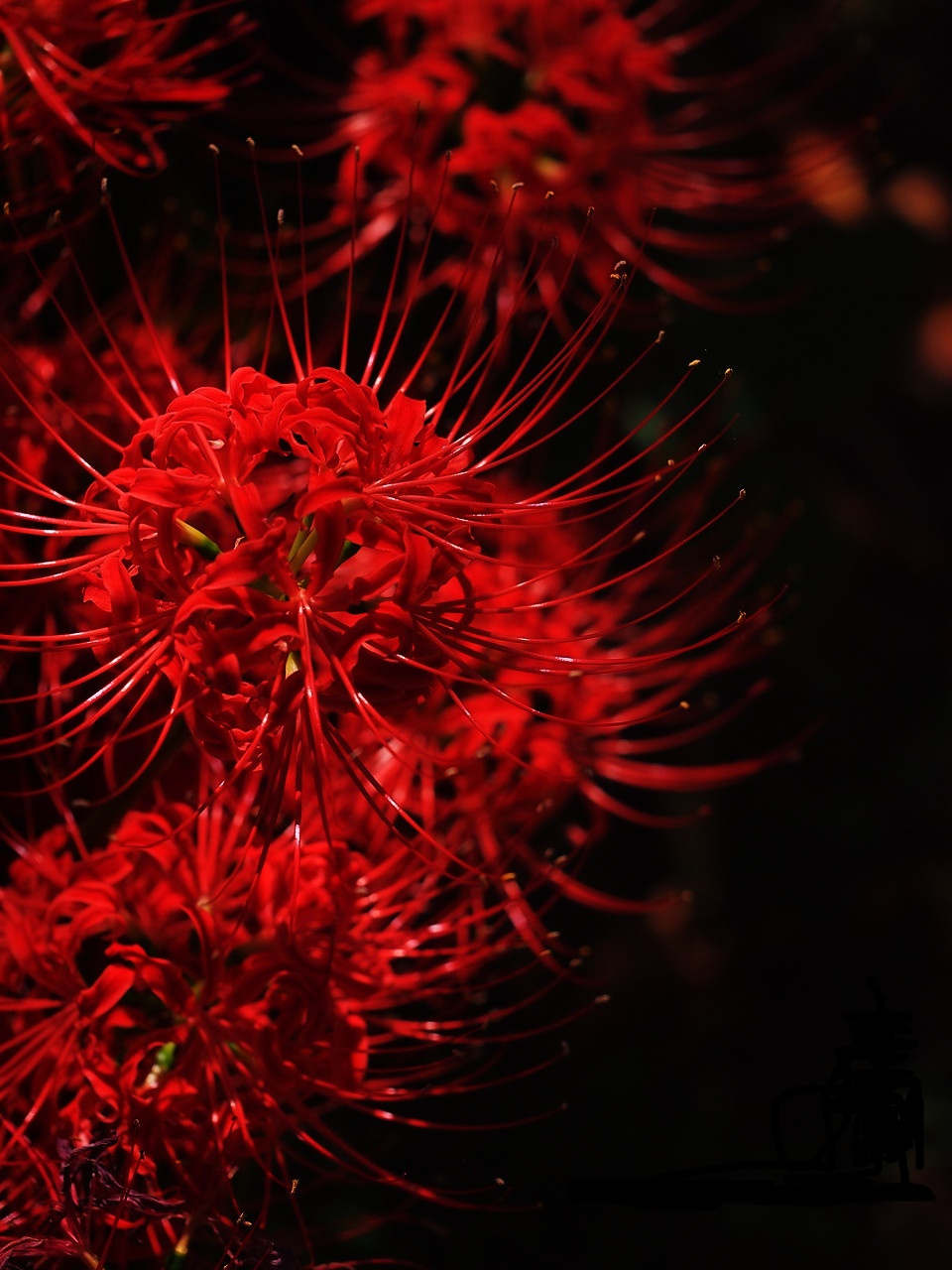 Tuyển tập hình ảnh hoa bỉ ngạn đỏ đẹp nhất - [Kích thước hình ảnh: 960x1280 px]
