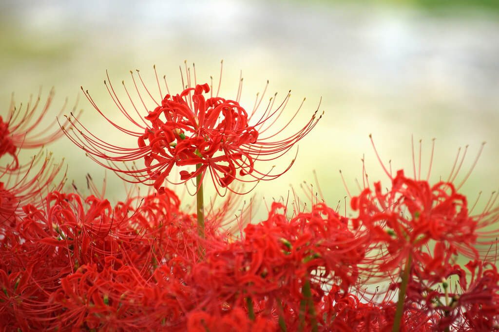 Tuyển tập hình ảnh hoa bỉ ngạn đỏ đẹp nhất - [Kích thước hình ảnh: 1024x683 px]