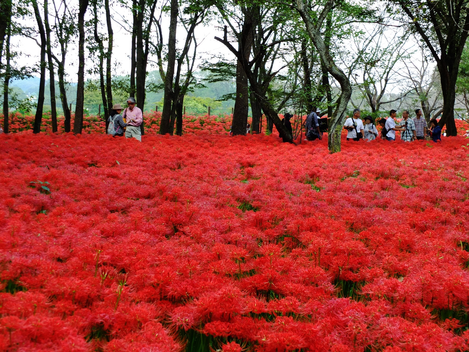 Tuyển tập hình ảnh hoa bỉ ngạn đỏ đẹp nhất - [Kích thước hình ảnh: 1500x1125 px]