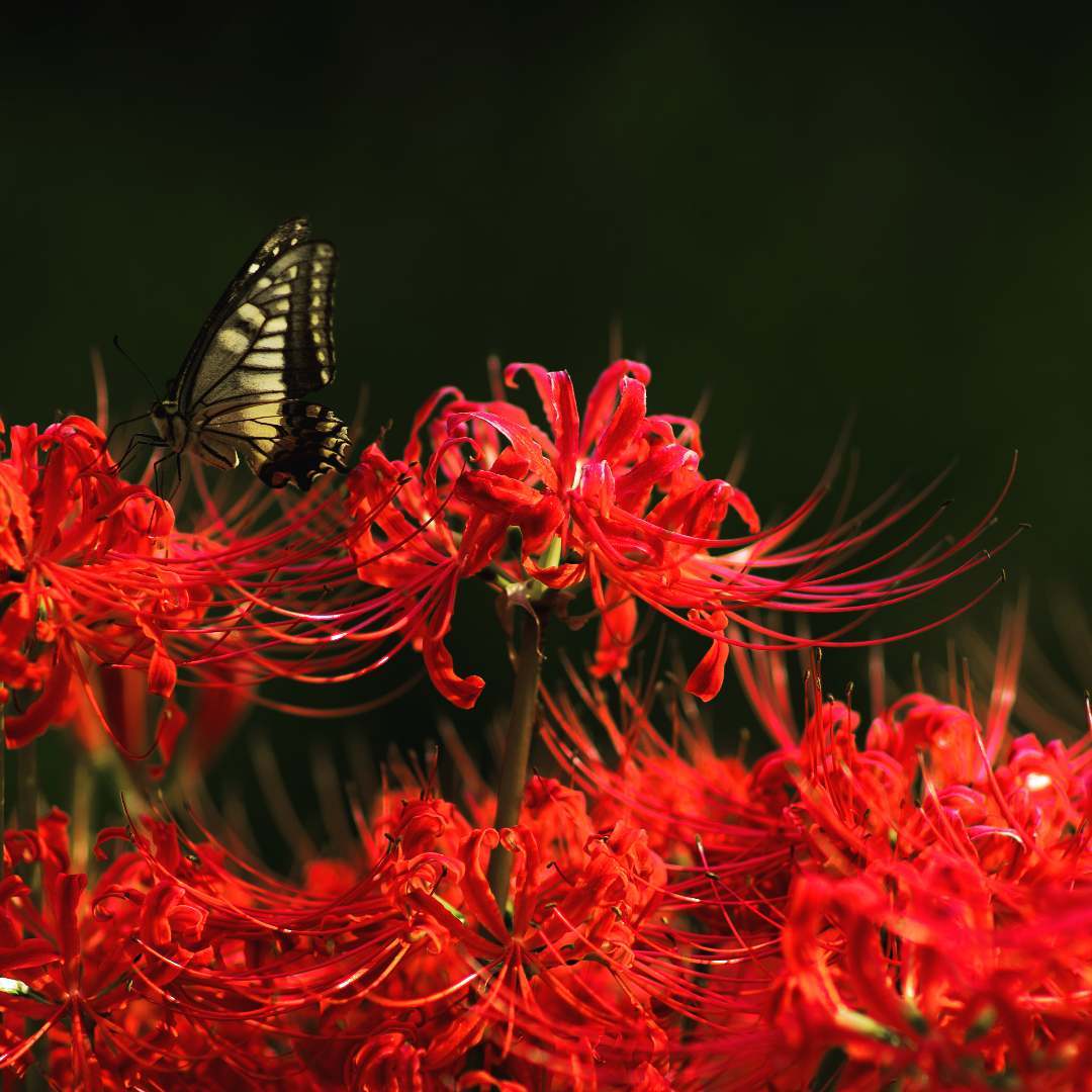 Tuyển tập hình ảnh hoa bỉ ngạn đỏ đẹp nhất - [Kích thước hình ảnh: 1080x1080 px]