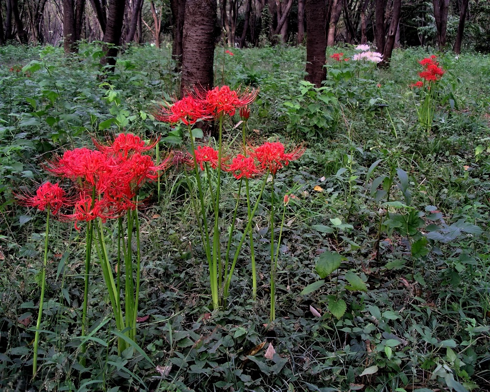 Tuyển tập hình ảnh hoa bỉ ngạn đỏ đẹp nhất - [Kích thước hình ảnh: 1000x800 px]