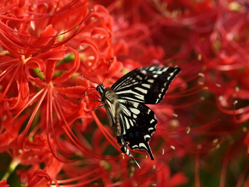 Tuyển tập hình ảnh hoa bỉ ngạn đỏ đẹp nhất - [Kích thước hình ảnh: 800x600 px]