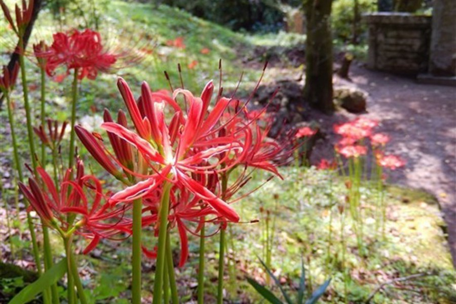 Tuyển tập hình ảnh hoa bỉ ngạn đỏ đẹp nhất - [Kích thước hình ảnh: 900x600 px]