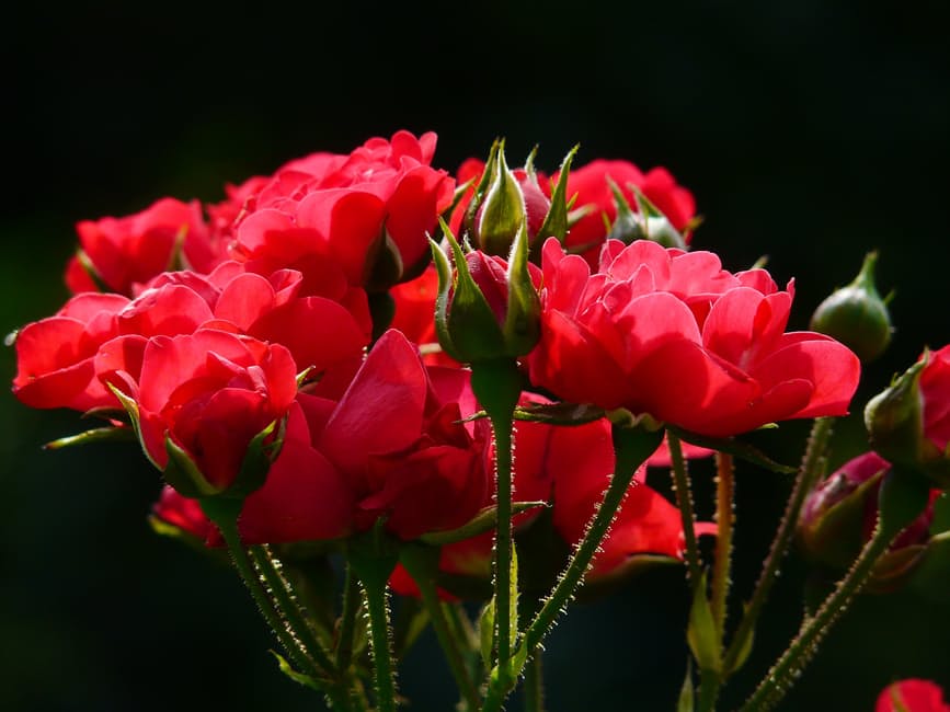 Chọn hoa đẹp để gửi lời chúc valentine thêm ngọt ngào sâu lắng - [Kích thước hình ảnh: 867x650 px]