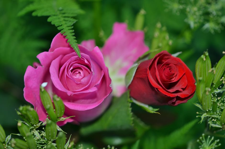 Chọn hoa đẹp để gửi lời chúc valentine thêm ngọt ngào sâu lắng - [Kích thước hình ảnh: 940x623 px]