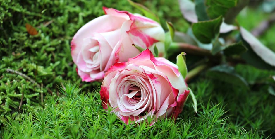 Chọn hoa đẹp để gửi lời chúc valentine thêm ngọt ngào sâu lắng - [Kích thước hình ảnh: 940x474 px]