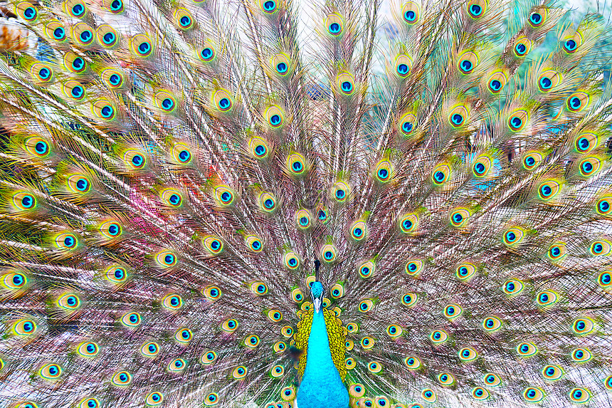 50 hình ảnh con Công rực rỡ đẹp nhất thế giới đầy màu sắc - [Kích thước hình ảnh: 860x573 px]