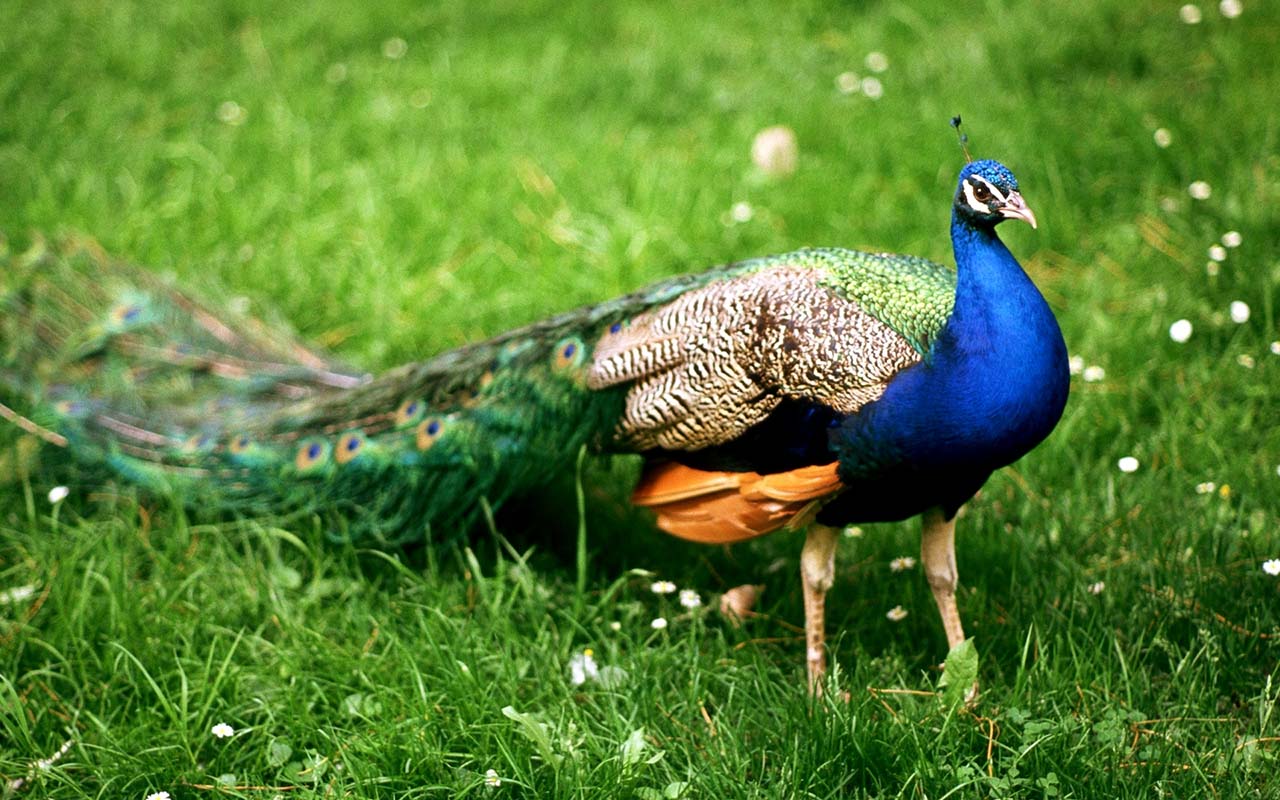 50 hình ảnh con Công rực rỡ đẹp nhất thế giới đầy màu sắc - [Kích thước hình ảnh: 1280x800 px]