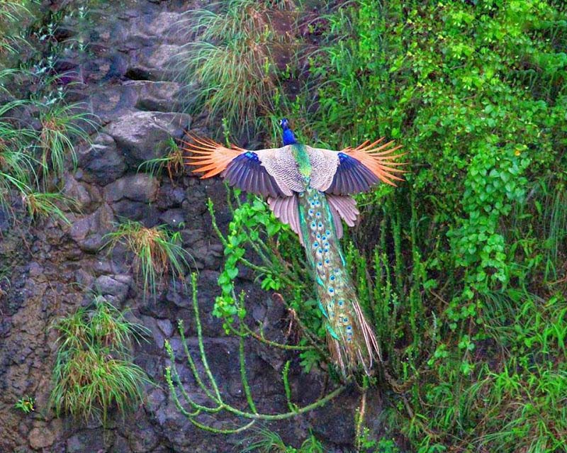 50 hình ảnh con Công rực rỡ đẹp nhất thế giới đầy màu sắc - [Kích thước hình ảnh: 800x639 px]