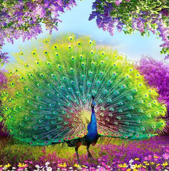50 hình ảnh con Công rực rỡ đẹp nhất thế giới đầy màu sắc - [Kích thước hình ảnh: 592x600 px]