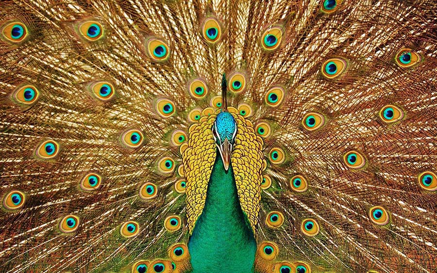 50 hình ảnh con Công rực rỡ đẹp nhất thế giới đầy màu sắc - [Kích thước hình ảnh: 900x563 px]