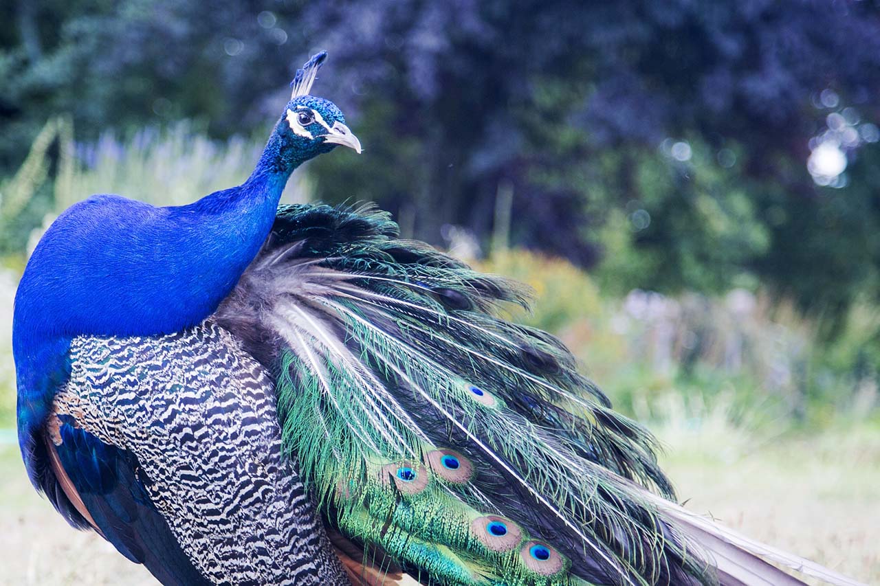 50 hình ảnh con Công rực rỡ đẹp nhất thế giới đầy màu sắc - [Kích thước hình ảnh: 1280x853 px]