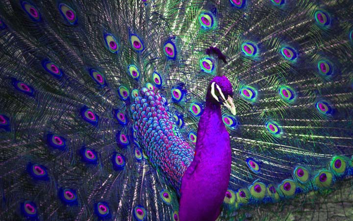 50 hình ảnh con Công rực rỡ đẹp nhất thế giới đầy màu sắc - [Kích thước hình ảnh: 720x450 px]