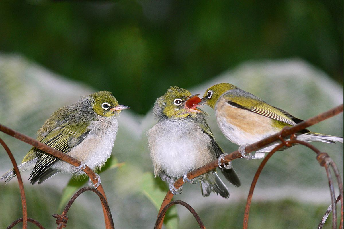 Tổng hợp hình ảnh chim Họa Mi đẹp nhất - [Kích thước hình ảnh: 1200x800 px]