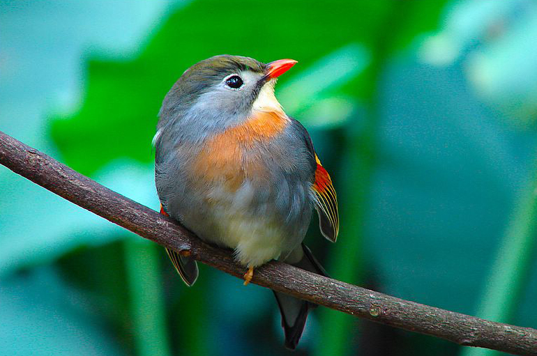 Tổng hợp hình ảnh chim Họa Mi đẹp nhất - [Kích thước hình ảnh: 770x511 px]