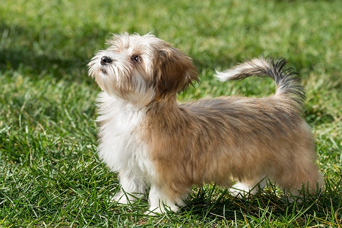 Tổng hợp hình ảnh chó Havanese đẹp nhất – Người bạn lý tưởng của mỗi gia đình - [Kích thước hình ảnh: 690x460 px]