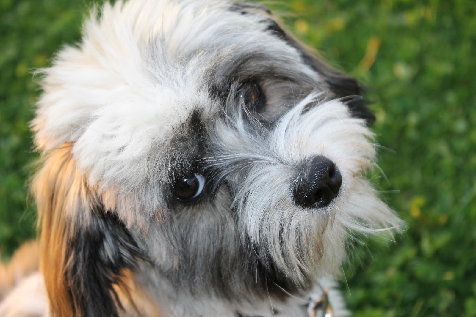Tổng hợp hình ảnh chó Havanese đẹp nhất – Người bạn lý tưởng của mỗi gia đình - [Kích thước hình ảnh: 1600x1067 px]
