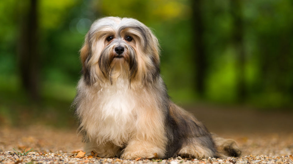 Tổng hợp hình ảnh chó Havanese đẹp nhất – Người bạn lý tưởng của mỗi gia đình - [Kích thước hình ảnh: 940x529 px]