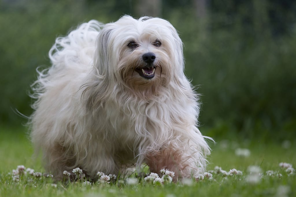 Tổng hợp hình ảnh chó Havanese đẹp nhất – Người bạn lý tưởng của mỗi gia đình - [Kích thước hình ảnh: 1024x683 px]