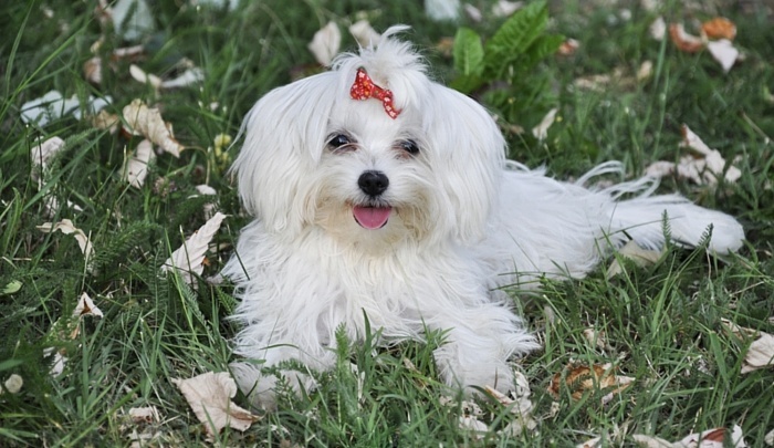 Tổng hợp hình ảnh chó Havanese đẹp nhất – Người bạn lý tưởng của mỗi gia đình - [Kích thước hình ảnh: 700x405 px]