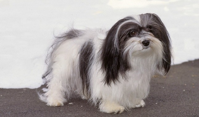 Tổng hợp hình ảnh chó Havanese đẹp nhất – Người bạn lý tưởng của mỗi gia đình - [Kích thước hình ảnh: 645x380 px]