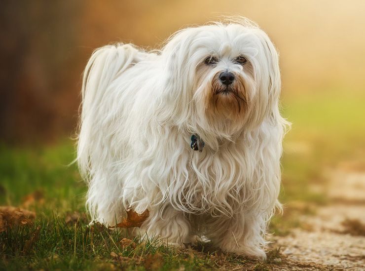 Tổng hợp hình ảnh chó Havanese đẹp nhất – Người bạn lý tưởng của mỗi gia đình - [Kích thước hình ảnh: 740x549 px]