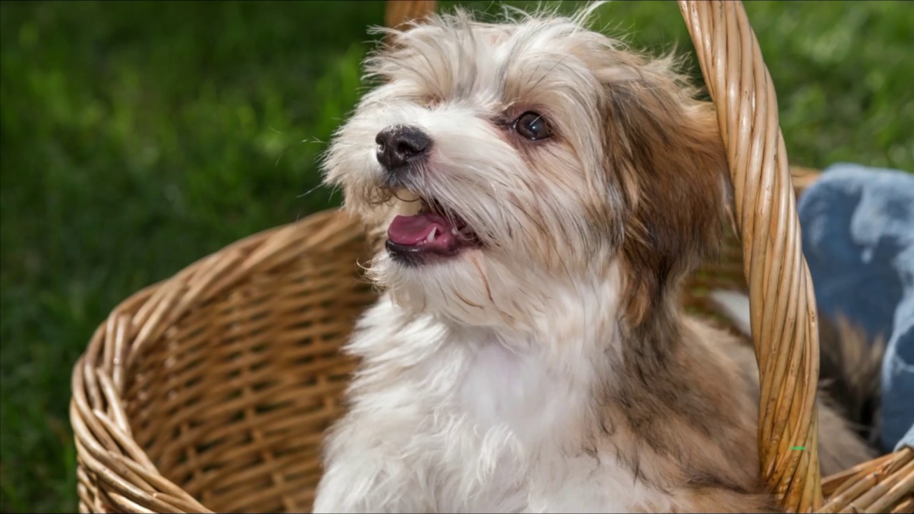 Tổng hợp hình ảnh chó Havanese đẹp nhất – Người bạn lý tưởng của mỗi gia đình - [Kích thước hình ảnh: 1280x720 px]