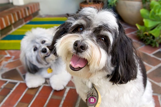 Tổng hợp hình ảnh chó Havanese đẹp nhất – Người bạn lý tưởng của mỗi gia đình - [Kích thước hình ảnh: 680x453 px]