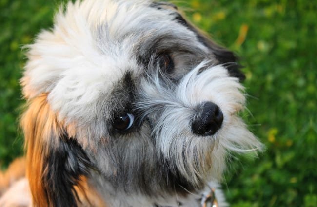 Tổng hợp hình ảnh chó Havanese đẹp nhất – Người bạn lý tưởng của mỗi gia đình - [Kích thước hình ảnh: 650x425 px]