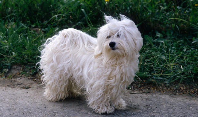 Tổng hợp hình ảnh chó Havanese đẹp nhất – Người bạn lý tưởng của mỗi gia đình - [Kích thước hình ảnh: 645x380 px]