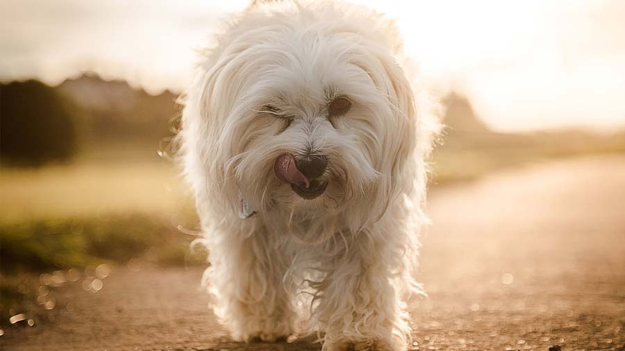 Tổng hợp hình ảnh chó Havanese đẹp nhất – Người bạn lý tưởng của mỗi gia đình - [Kích thước hình ảnh: 900x506 px]
