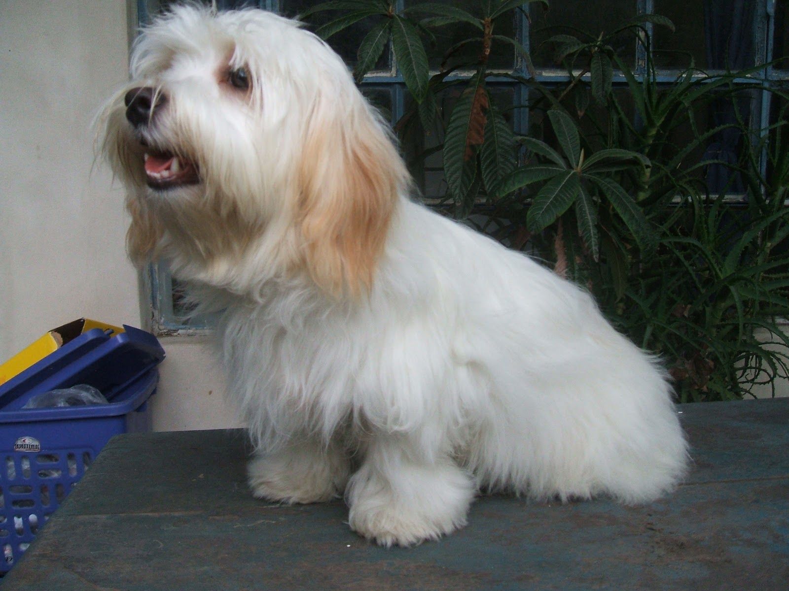 Tổng hợp hình ảnh chó Havanese đẹp nhất – Người bạn lý tưởng của mỗi gia đình - [Kích thước hình ảnh: 1600x1200 px]