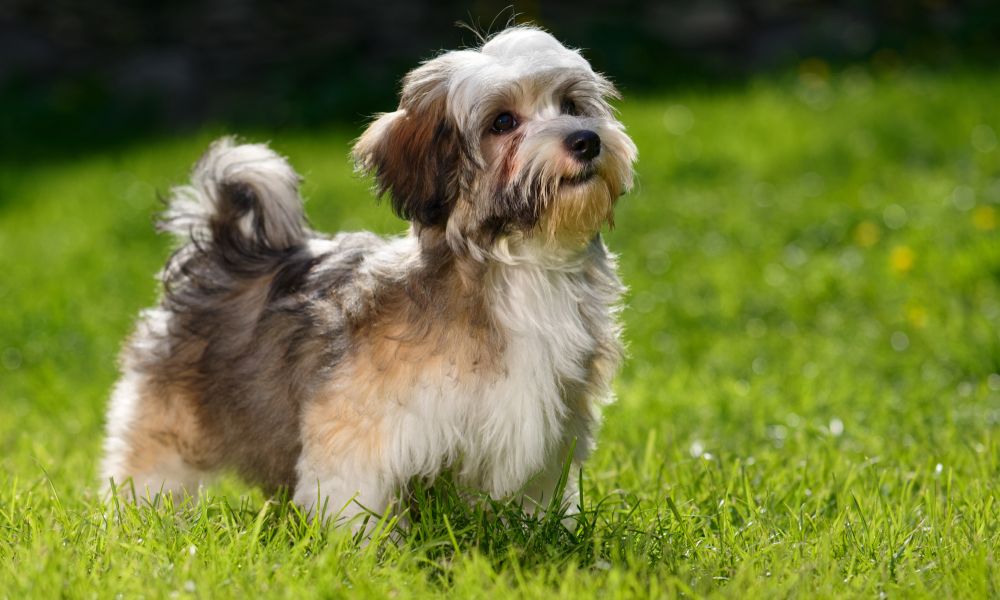 Tổng hợp hình ảnh chó Havanese đẹp nhất – Người bạn lý tưởng của mỗi gia đình - [Kích thước hình ảnh: 1000x600 px]