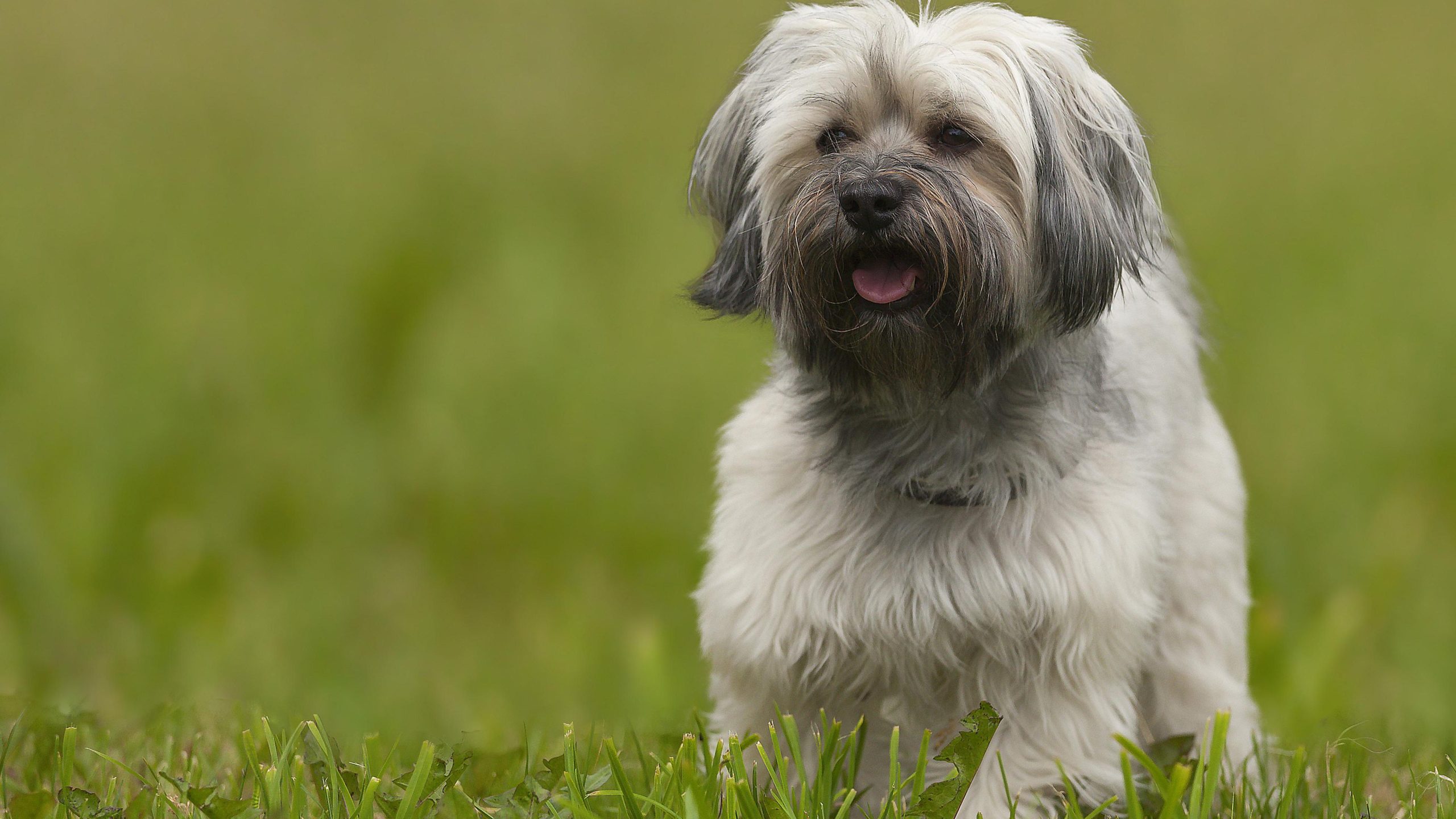 Tổng hợp hình ảnh chó Havanese đẹp nhất – Người bạn lý tưởng của mỗi gia đình - [Kích thước hình ảnh: 2560x1440 px]