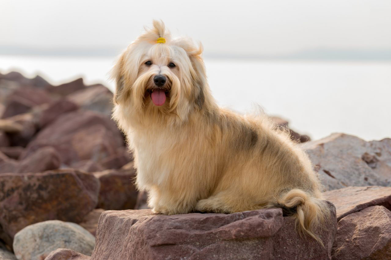 Tổng hợp hình ảnh chó Havanese đẹp nhất – Người bạn lý tưởng của mỗi gia đình - [Kích thước hình ảnh: 1280x853 px]